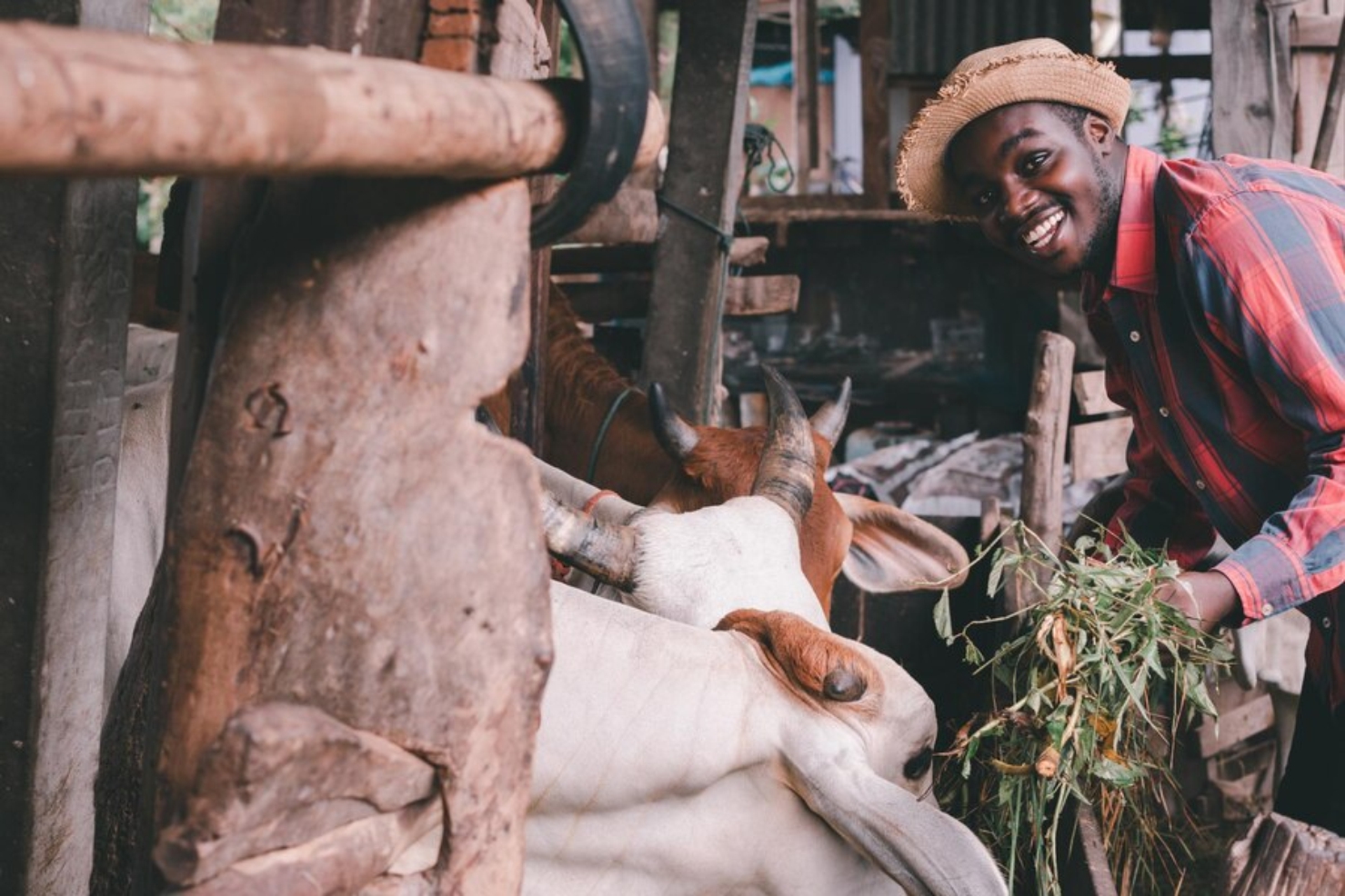 animal-husbandry-farming-services-in-nassarawa-and-abuja-and-the-whole-of-nigeria