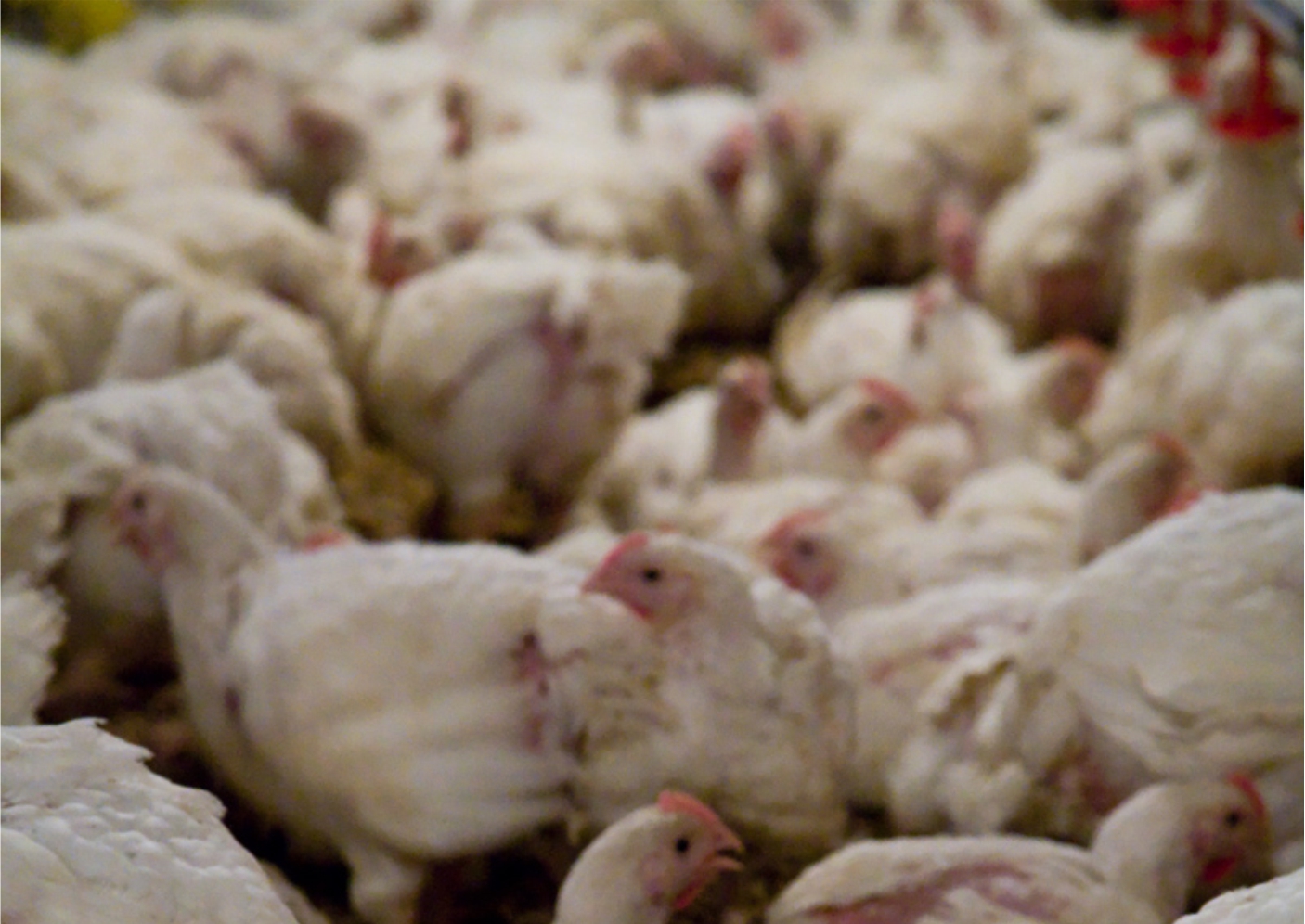 factory-farming-services-in-nassarawa-and-abuja-and-the-whole-of-nigeria