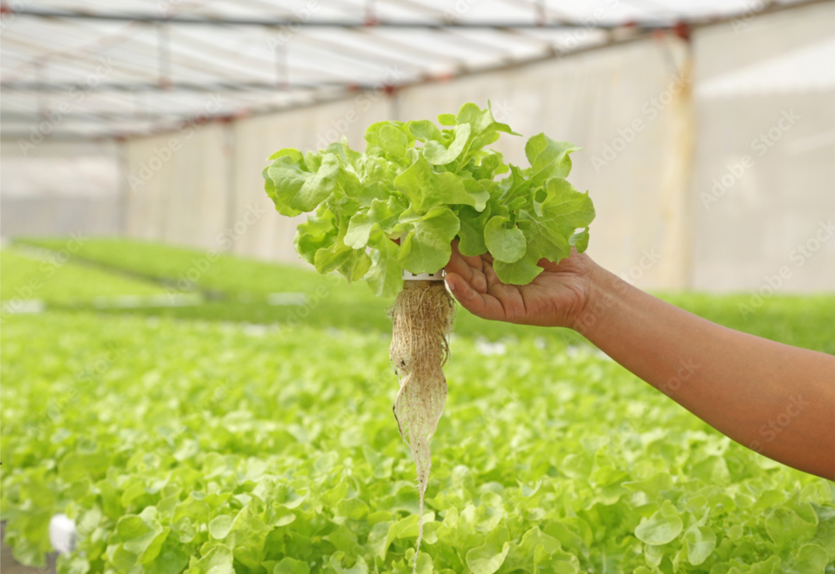 We-provide-hydroponics-services-in-nassarawa-and-abuja-and-the-whole-of-nigeria
