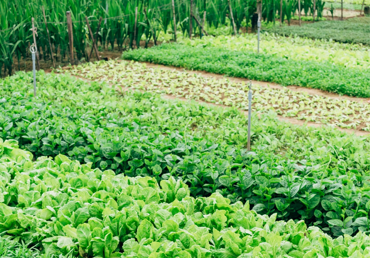 mixed-farming-services-in-nassarawa-and-abuja-and-the-whole-of-nigeria