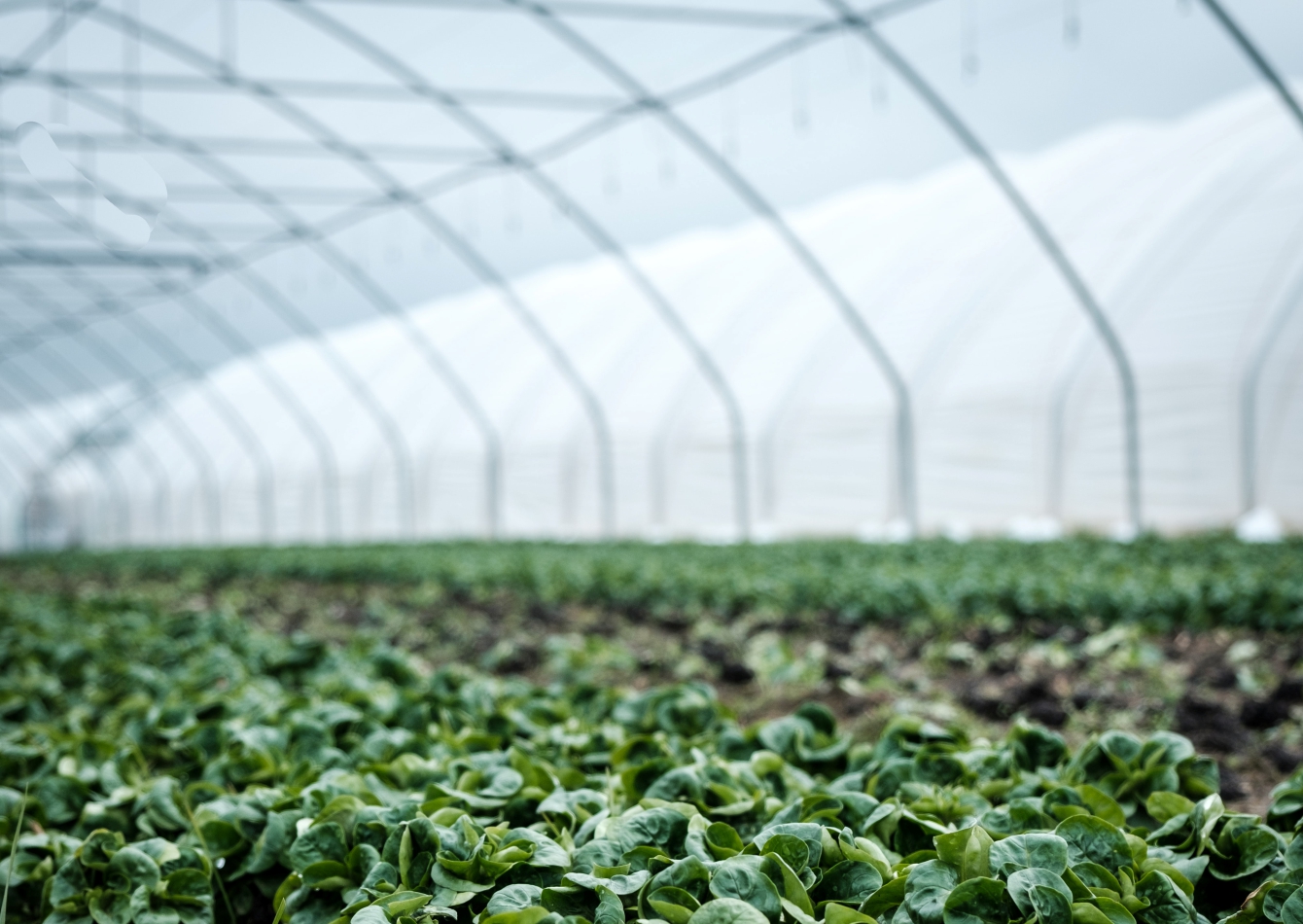 organic-farming-services-in-nassarawa-and-abuja-and-the-whole-of-nigeria