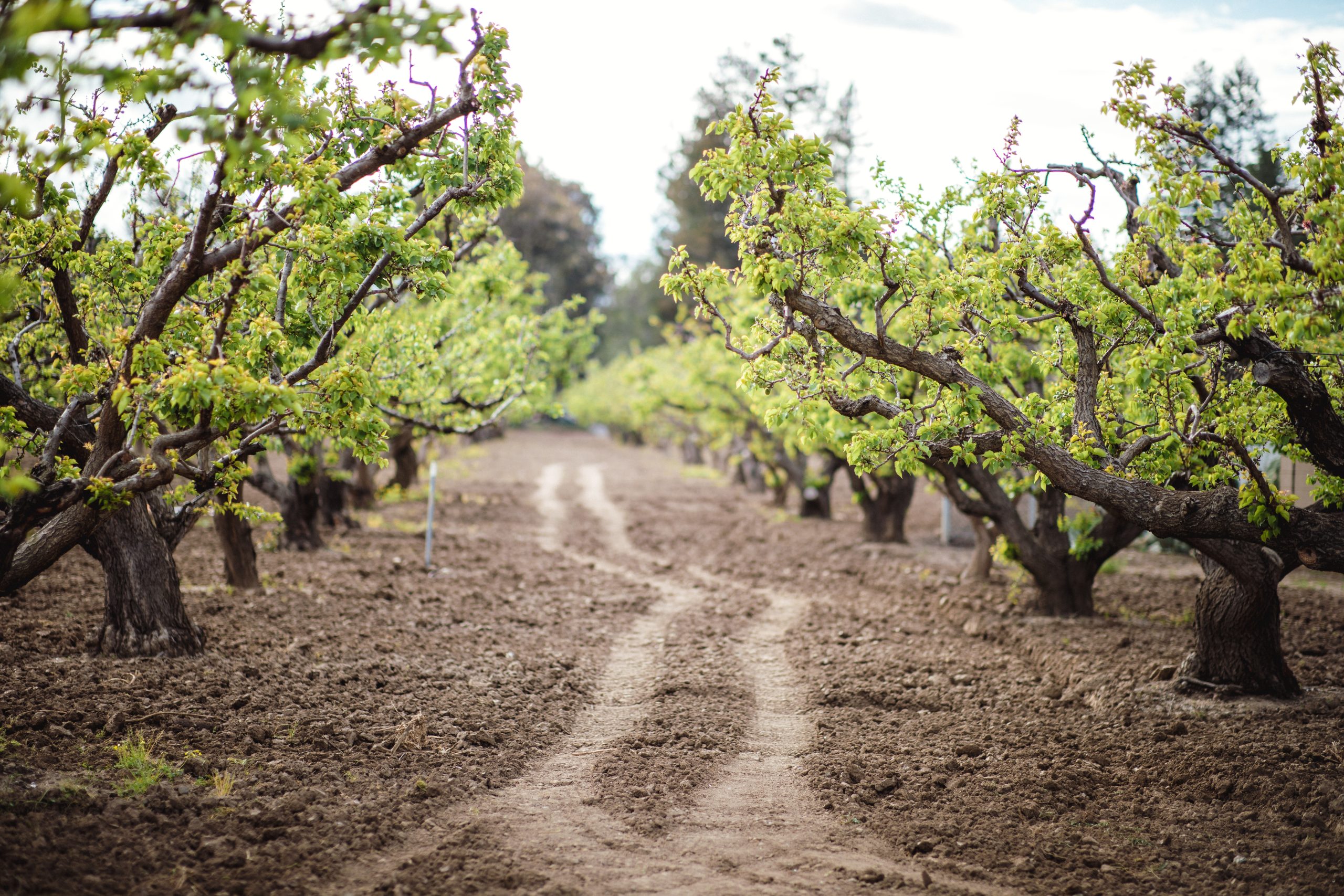 tree-crop-farming-services-in-nassarawa-and-abuja-and-the-whole-of-nigeria