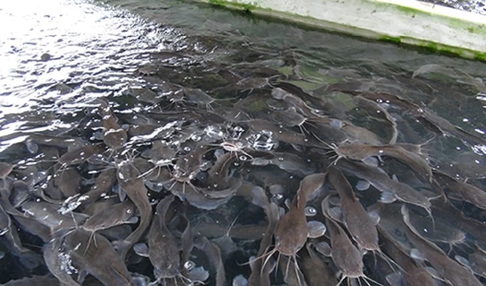 fish-farming-services-in-nassarawa-and-abuja-and-the-whole-of-nigeria