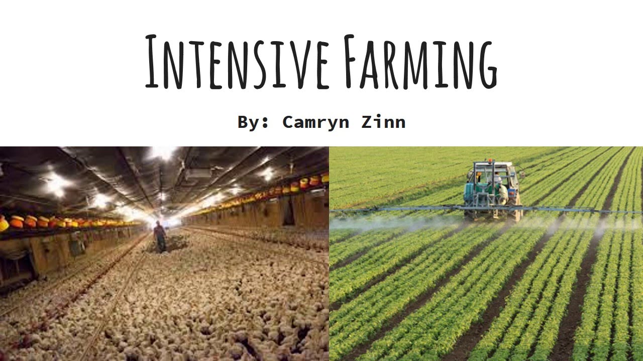 intensive-farming-services-in-nassarawa-and-abuja-and-the-whole-of-nigeria