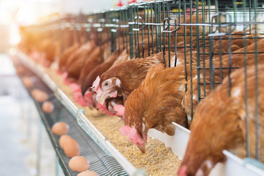 poultry-farming-services-in-nassarawa-and-abuja-and-the-whole-of-nigeria
